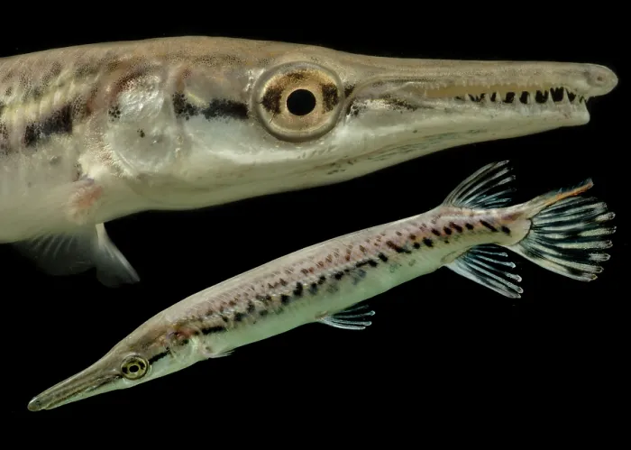 Framed Print : Juvenile Alligator Gar (Atractosteus spatula) Framed Print : Juvenile Alligator Gar (Atractosteus spatula)