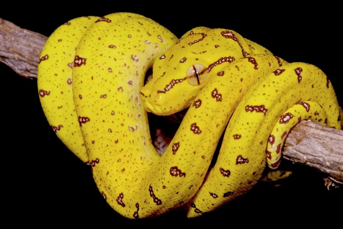 Framed Print : Juvenile Green Tree Python (Morelia viridis) Framed Print : Juvenile Green Tree Python (Morelia viridis)