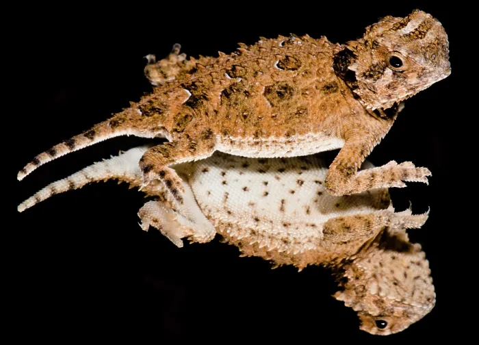 Framed Print : Juvenile Texas Horned Lizard (Phrynosoma cornutum)