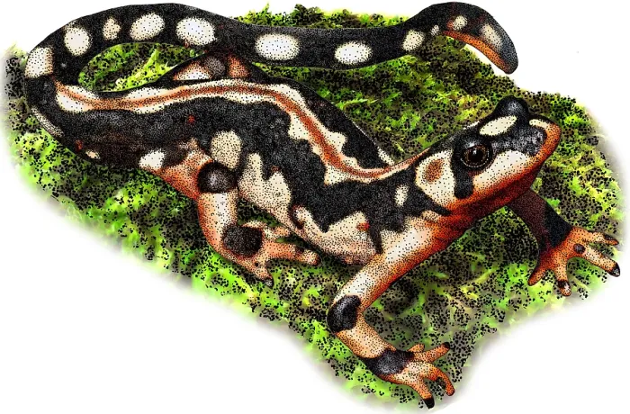 Framed Print : Kaisers spotted newt Framed Print : Kaisers spotted newt