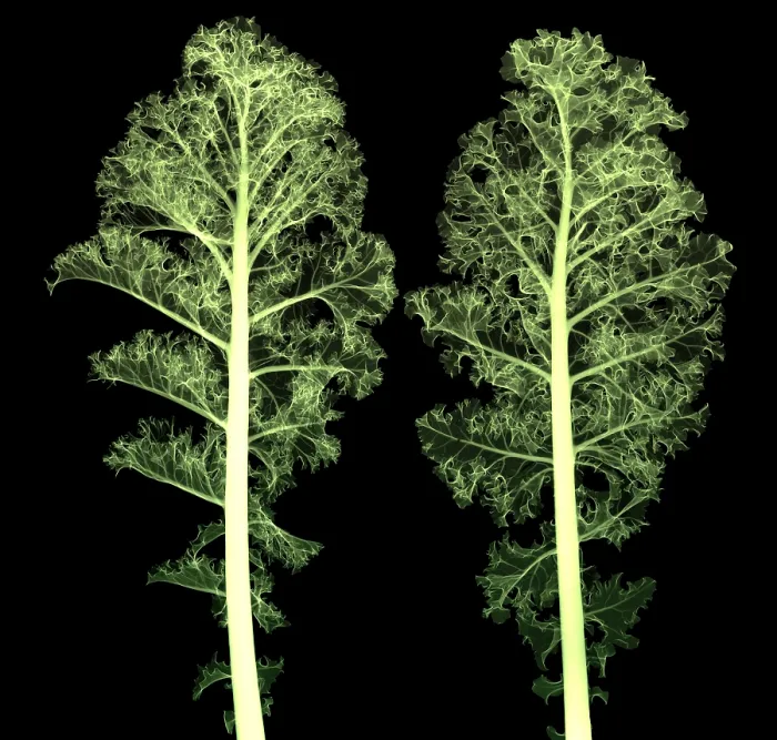 Framed Print : Kale, Brassica oleracea, X-ray Framed Print : Kale, Brassica oleracea, X-ray