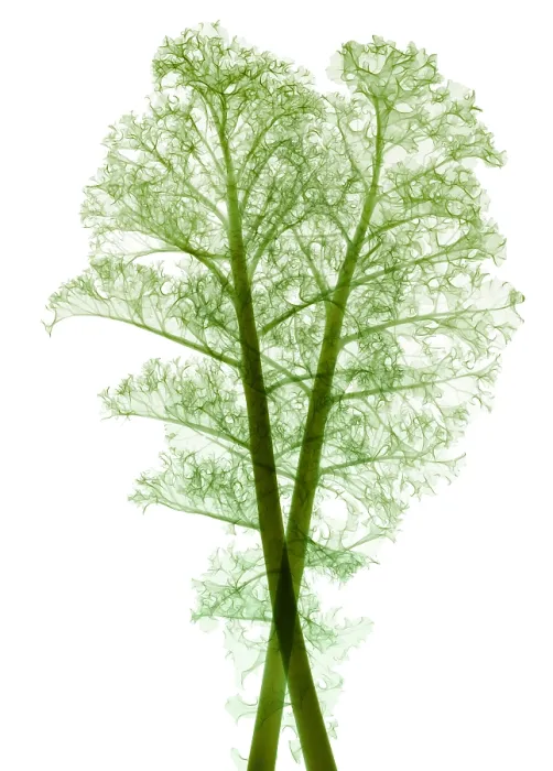 Framed Print : Kale, Brassica oleracea, X-ray Framed Print : Kale, Brassica oleracea, X-ray
