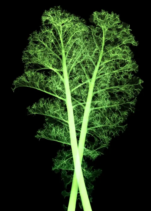 Framed Print : Kale, Brassica oleracea, X-ray