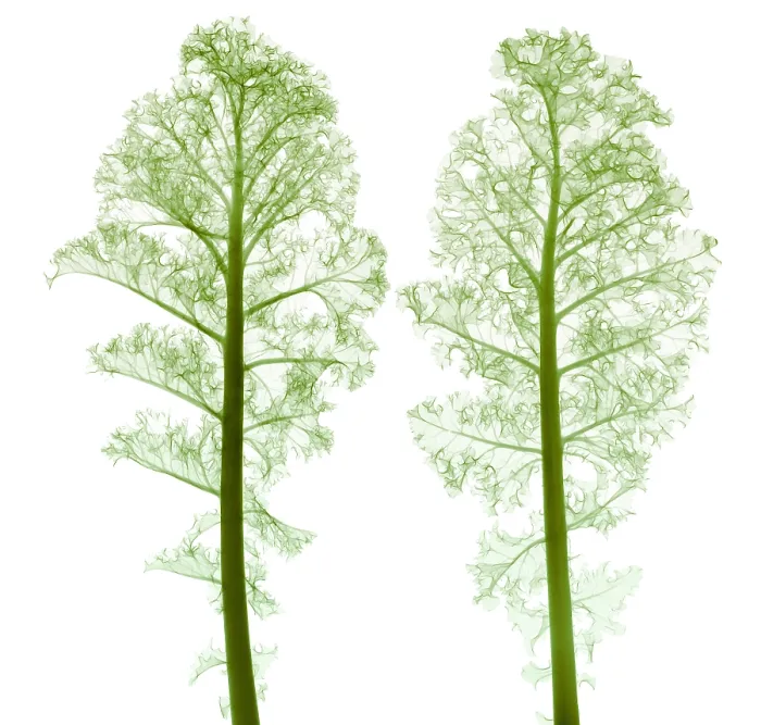 Framed Print : Kale, Brassica oleracea, X-ray Framed Print : Kale, Brassica oleracea, X-ray