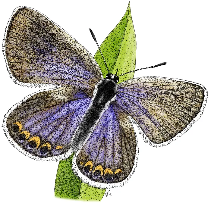 Framed Print : Karner Blue Butterfly Framed Print : Karner Blue Butterfly