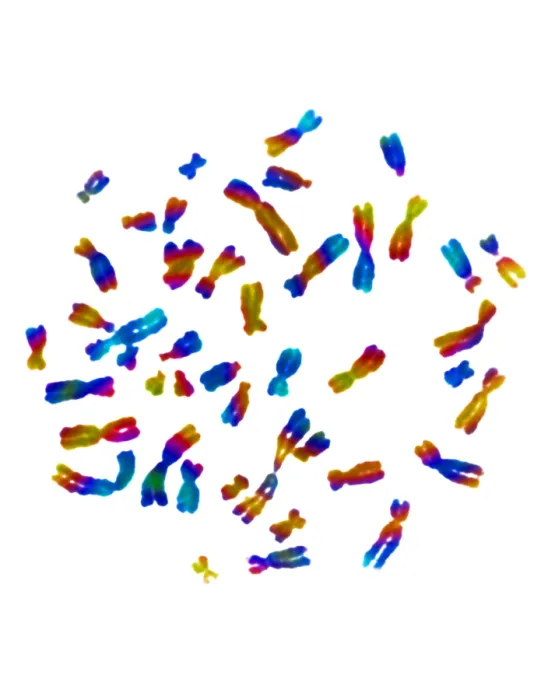 Framed Print : Karyotype, Normal Female Chromosomes Framed Print : Karyotype, Normal Female Chromosomes