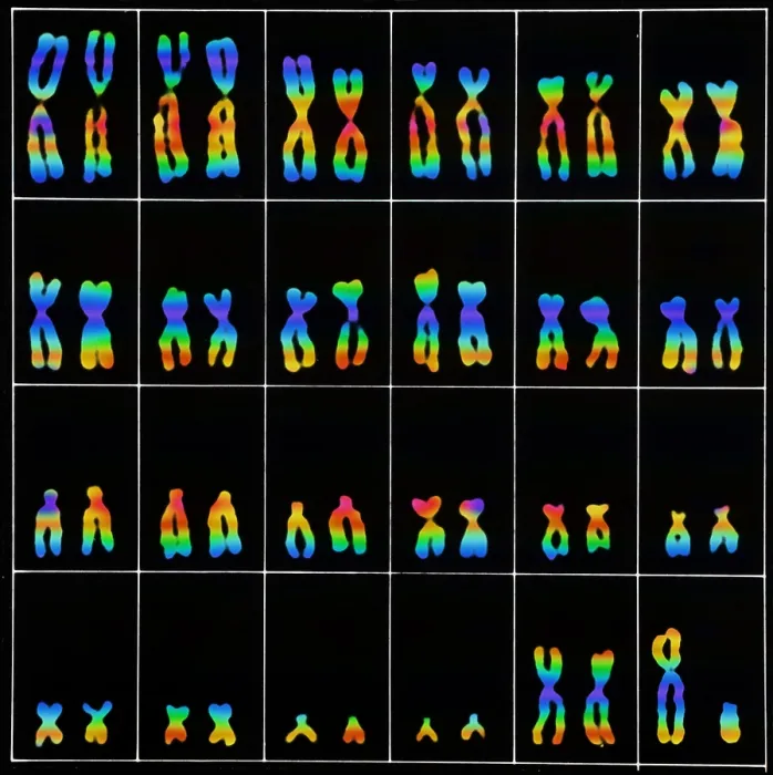 Framed Print : Karyotype, Normal Male Chromosomes Framed Print : Karyotype, Normal Male Chromosomes