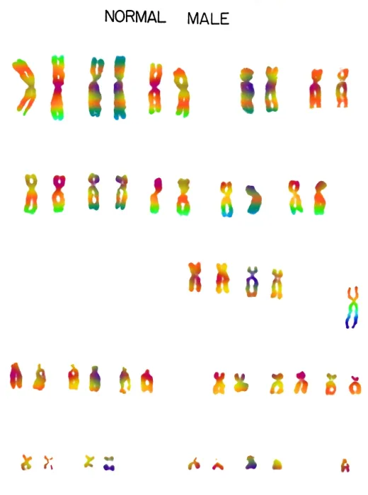 Framed Print : Karyotype, Normal Male Chromosomes Framed Print : Karyotype, Normal Male Chromosomes