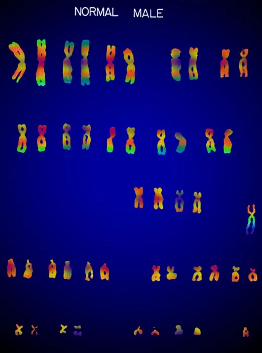 Framed Print : Karyotype, Normal Male Chromosomes