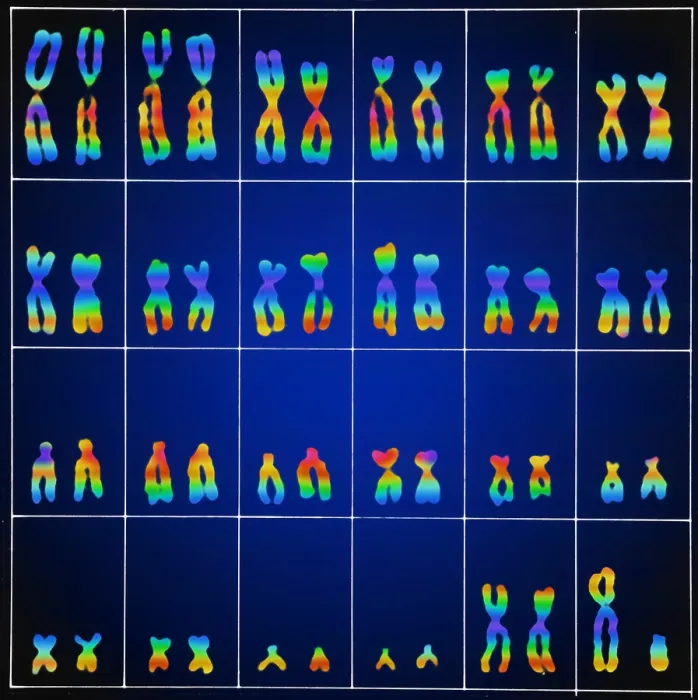 Framed Print : Karyotype, Normal Male Chromosomes Framed Print : Karyotype, Normal Male Chromosomes