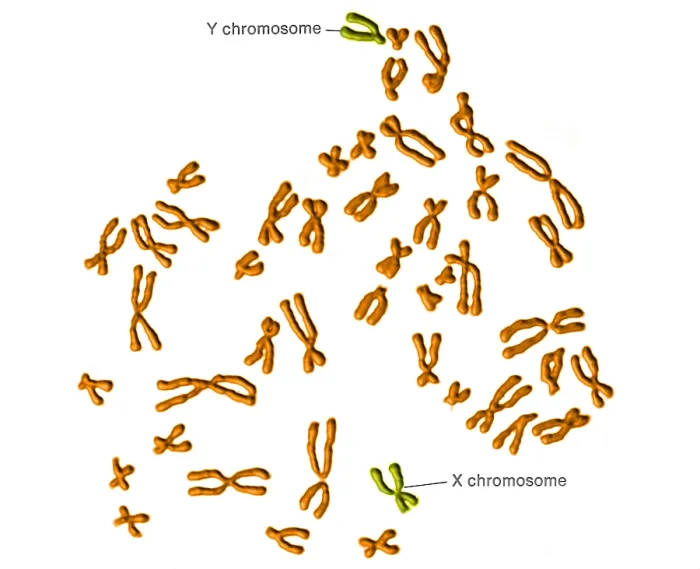 Framed Print : Karyotype, Normal Male Chromosomes Framed Print : Karyotype, Normal Male Chromosomes