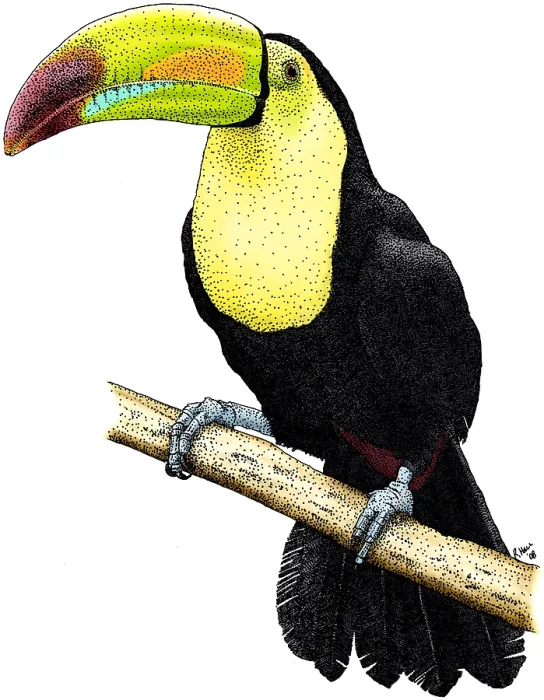 Framed Print : Keel-billed Toucan