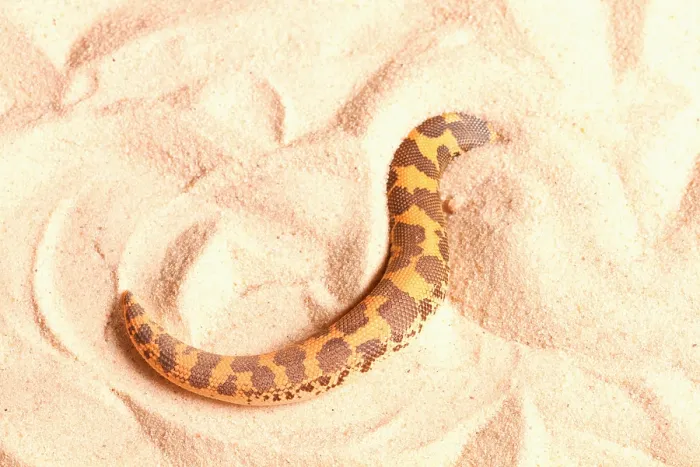 Framed Print : Kenyan Sand Boa (Eryx Colubrinus) Framed Print : Kenyan Sand Boa (Eryx Colubrinus)