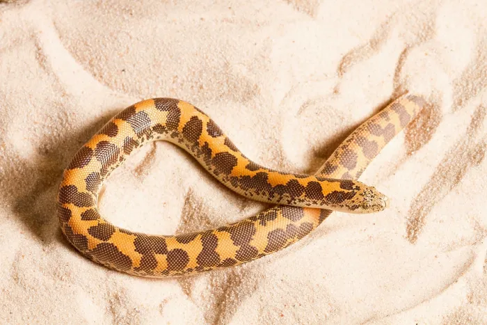 Framed Print : Kenyan Sand Boa (Eryx Colubrinus)