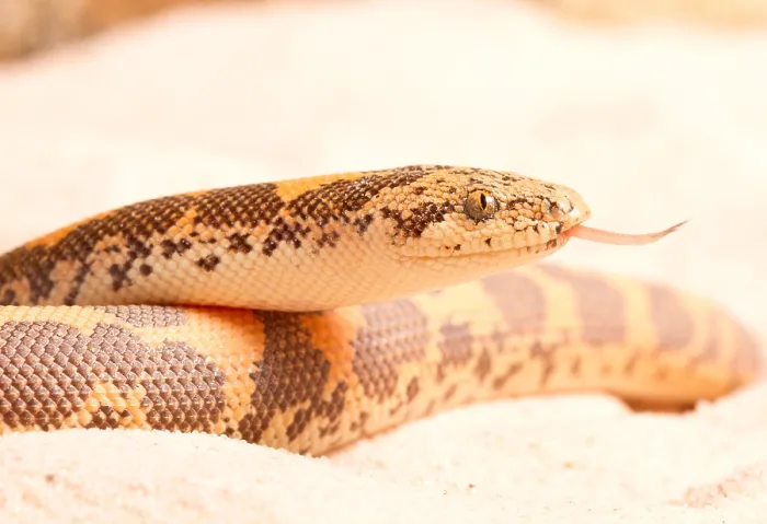 Framed Print : Kenyan Sand Boa (Eryx Colubrinus)