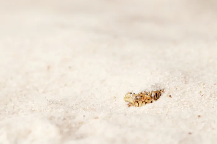 Framed Print : Kenyan Sand Boa Hiding in Sand