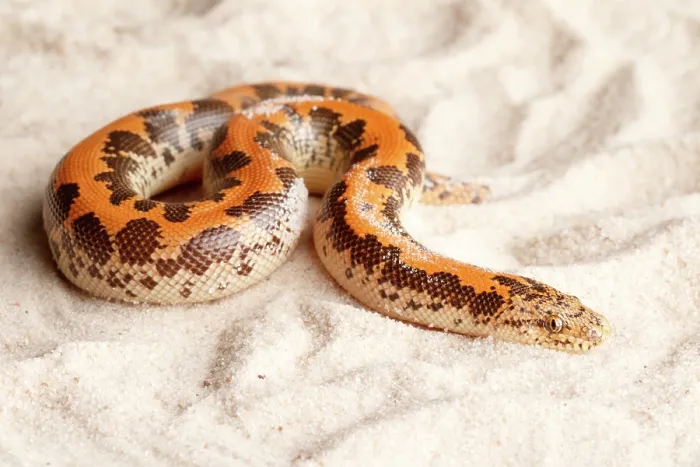 Framed Print : Kenyan Sand Boa on Sand Framed Print : Kenyan Sand Boa on Sand