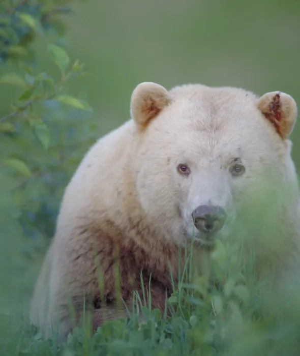 Framed Print : Kermode bear, Northern British Columbia, Canada Framed Print : Kermode bear, Northern British Columbia, Canada
