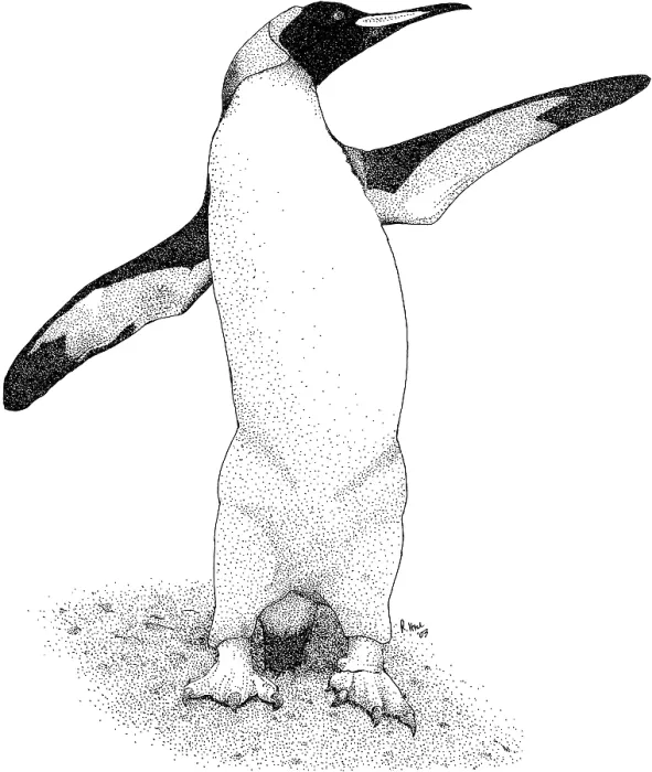 Framed Print : King Penguin Framed Print : King Penguin
