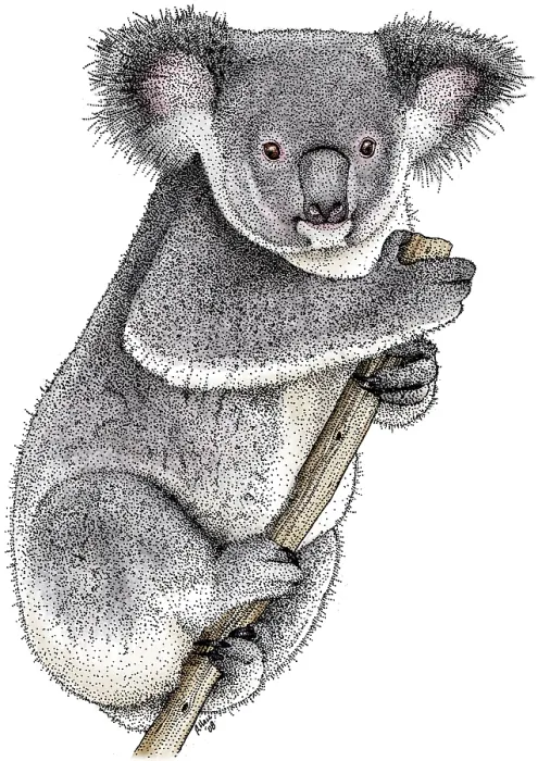 Framed Print : Koala, (Phascolarctos cinereus) Framed Print : Koala, (Phascolarctos cinereus)
