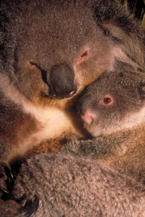 Framed Print : Koala with young Framed Print : Koala with young