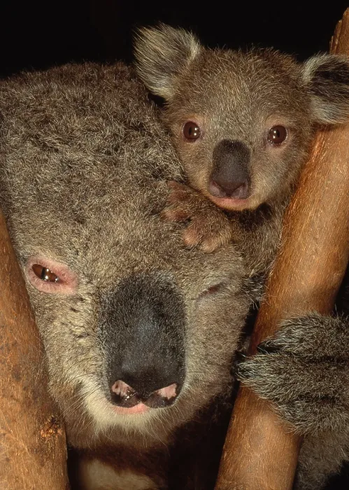 Framed Print : Koala with Young Framed Print : Koala with Young