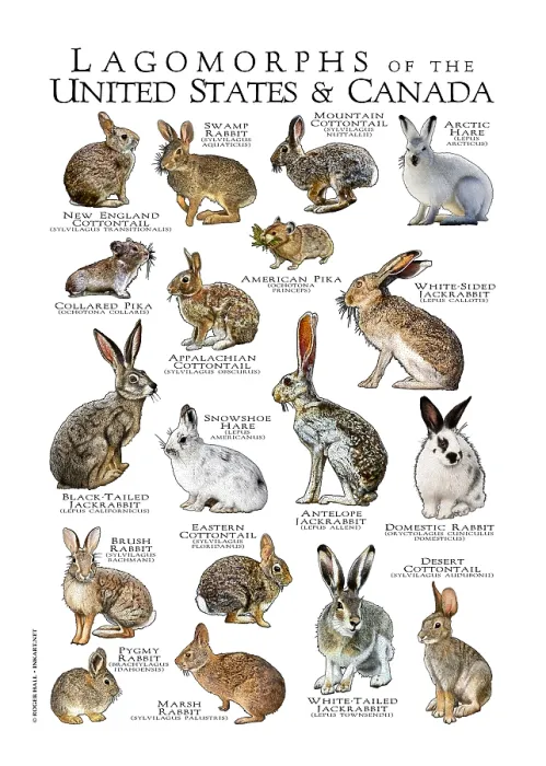 Framed Print : Lagomorphs of the US and Canada Framed Print : Lagomorphs of the US and Canada
