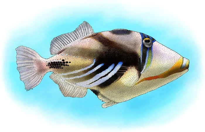 Framed Print : Lagoon Triggerfish Framed Print : Lagoon Triggerfish