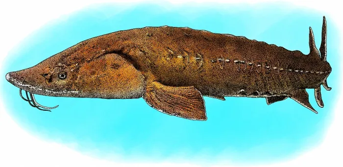 Framed Print : Lake Sturgeon Framed Print : Lake Sturgeon
