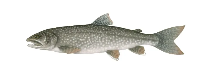 Framed Print : Lake Trout Framed Print : Lake Trout