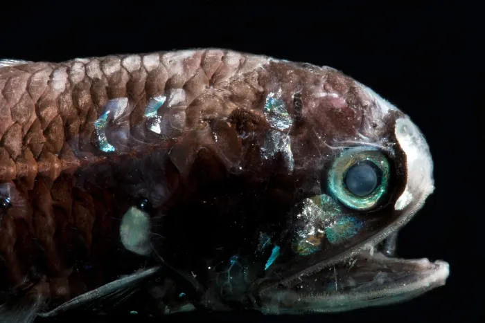 Framed Print : Lanternfish (Diaphus lucidus) Framed Print : Lanternfish (Diaphus lucidus)
