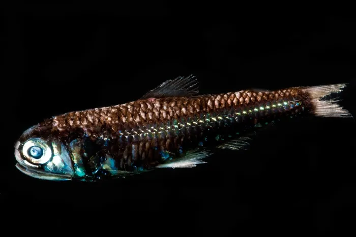 Framed Print : Lanternfish (Diaphus rafinesquii) Framed Print : Lanternfish (Diaphus rafinesquii)