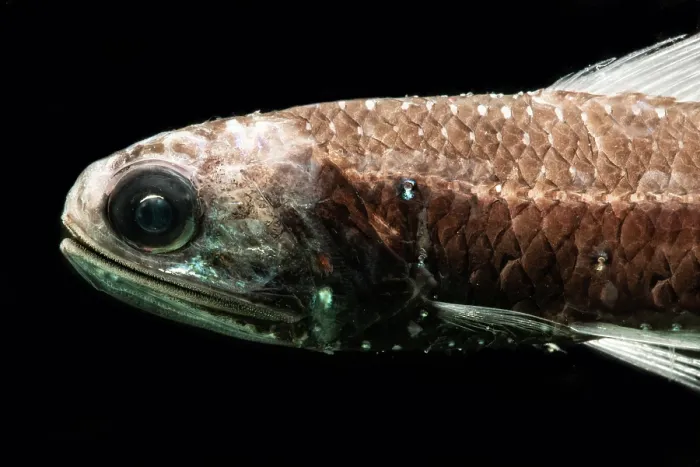 Framed Print : Lanternfish (Notoscopelus caudispinosus)