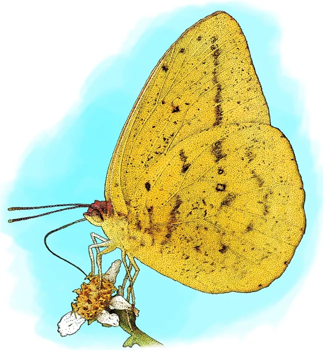 Framed Print : Large Orange Sulphur Framed Print : Large Orange Sulphur