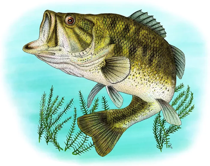 Framed Print : Largemouth Bass Framed Print : Largemouth Bass