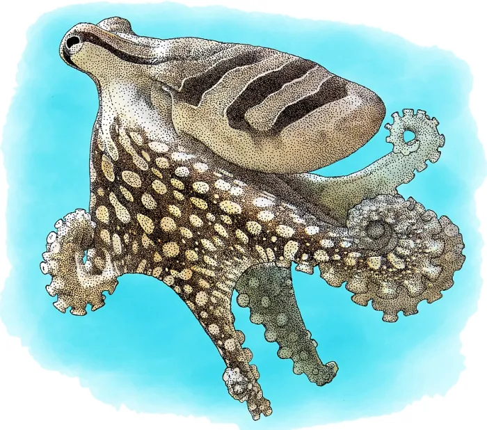 Framed Print : Larger Pacific Striped Octopus, Illustration Framed Print : Larger Pacific Striped Octopus, Illustration