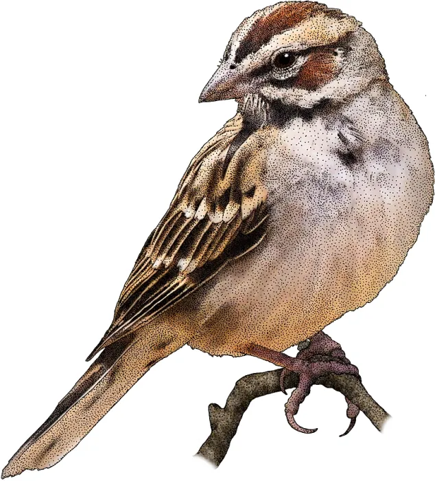 Framed Print : Lark Sparrow, Illustration