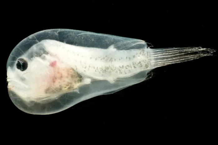 Framed Print : Larval anglerfish, Linophrynidae Framed Print : Larval anglerfish, Linophrynidae