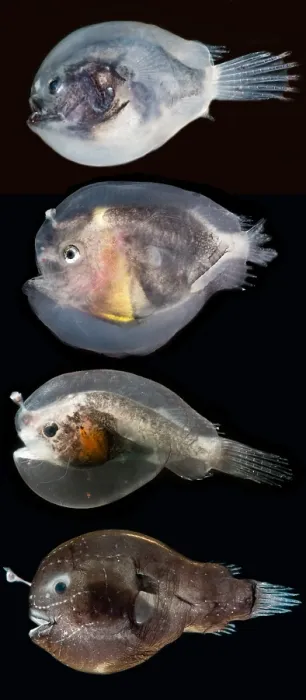 Framed Print : Larval anglerfishes stages Framed Print : Larval anglerfishes stages