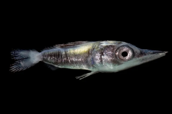 Framed Print : Larval Billfish Framed Print : Larval Billfish