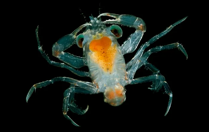 Framed Print : Larval Crab Framed Print : Larval Crab