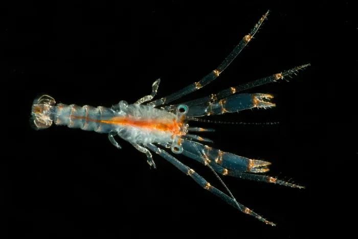 Framed Print : Larval Crustacean