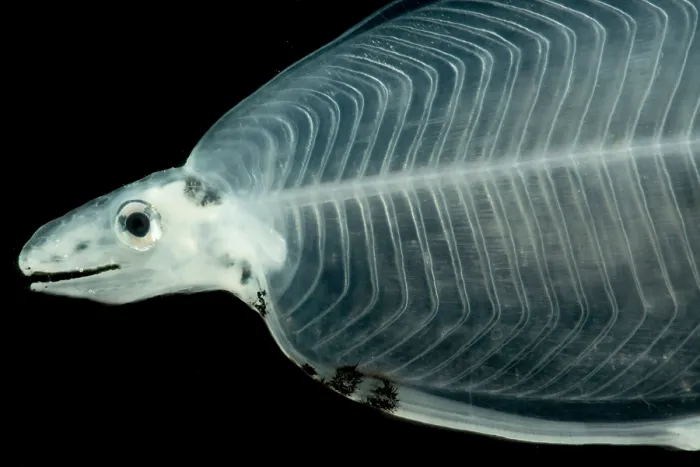 Framed Print : Larval Eel Framed Print : Larval Eel