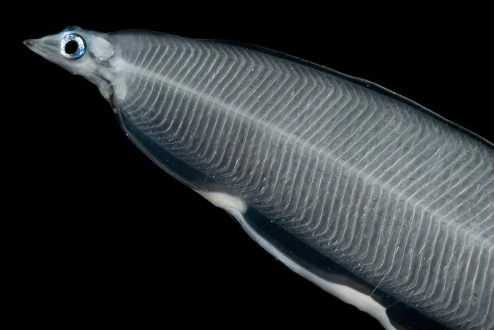Framed Print : Larval Eel Framed Print : Larval Eel