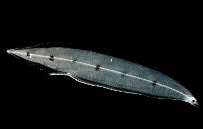 Framed Print : Larval Eel Framed Print : Larval Eel