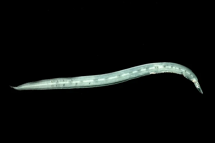Framed Print : Larval Eel (Faciollela sp.) Framed Print : Larval Eel (Faciollela sp.)