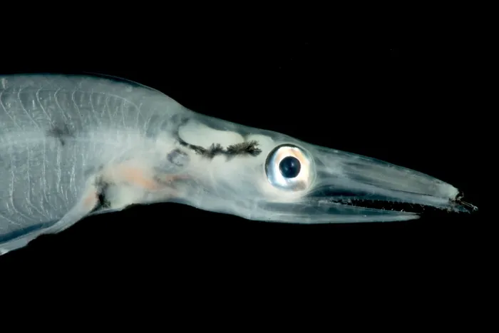 Framed Print : Larval Eel (Faciollela sp.) Framed Print : Larval Eel (Faciollela sp.)