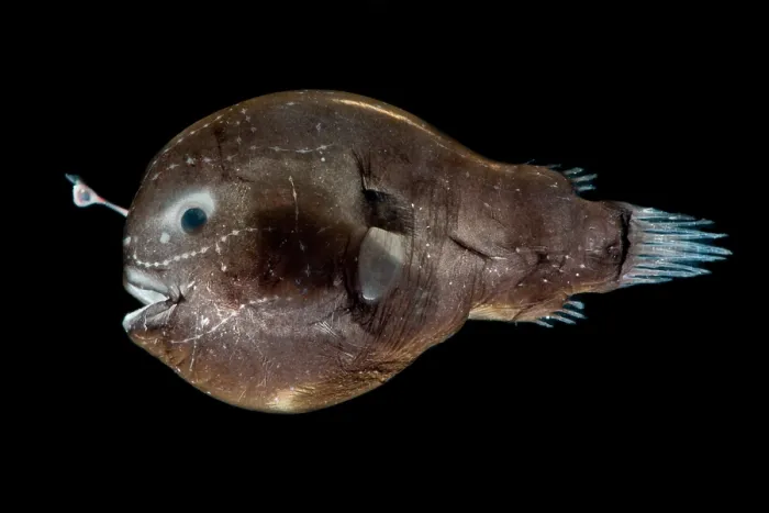 Framed Print : Larval female anglerfish, Oneirodidae