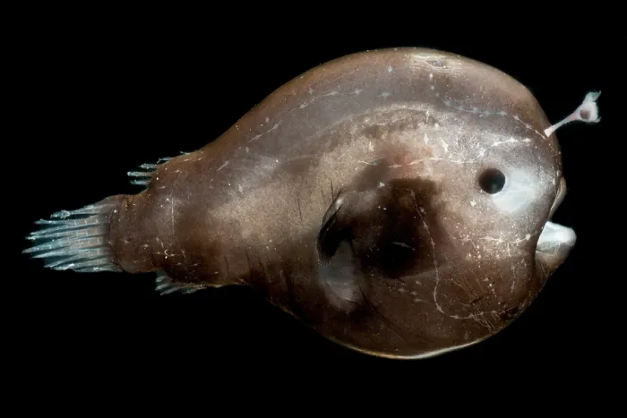 Framed Print : Larval female anglerfish, Oneirodidae