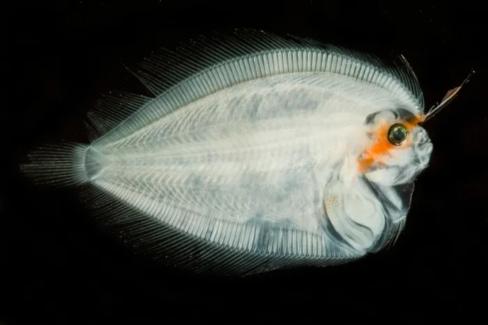 Framed Print : Larval Flatfish collected in trawl Framed Print : Larval Flatfish collected in trawl